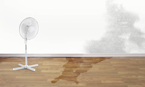 Best Mold removal after water damage  in The College Of New Jersey, NJ